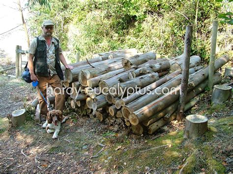 Grow Your Own Firewood Hardy Eucalyptus