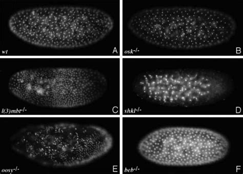 Early Nuclear Divisions And Migration In Embryos Laid By Mutant