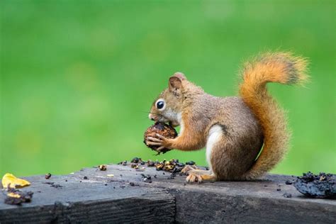 Squirrelmapper Nature Nation Blog Nature Pbs