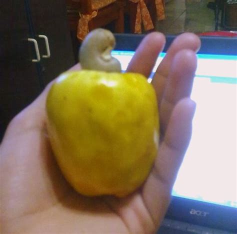 Fruits Stand: Kasoy