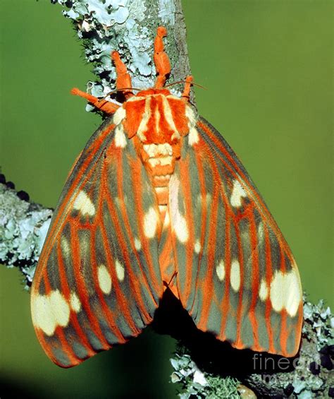 Regal Moth Photograph By Millard H Sharp Fine Art America