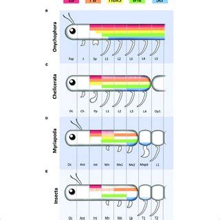 Schematic Representation Of Hox Expression In The Cephalic Mouse And