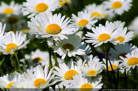 Spring Daisies Spring Flowers Beautiful Flowers Pictures