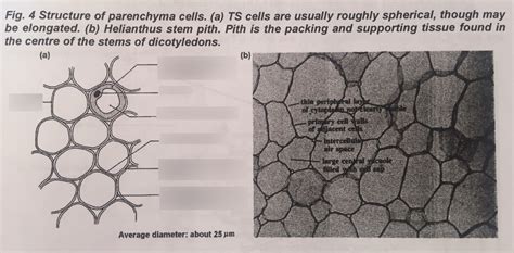 3 Parenchyma Cells Diagram Quizlet