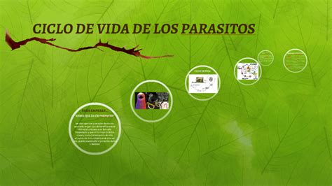 Ciclo De Vida De Los Parasitos By Laura Saiz On Prezi