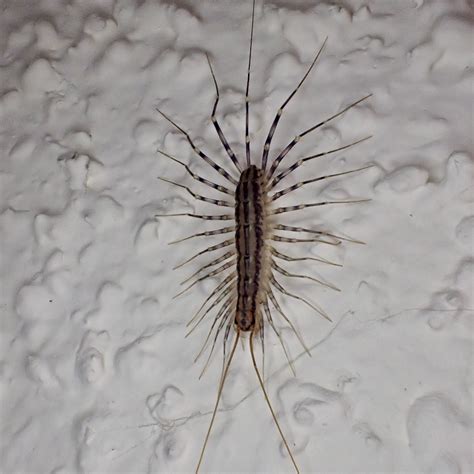 silverfish house centipede larva - Have Severe Blogs Photo Gallery