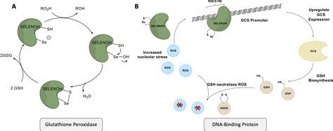 The Semisynthesis Of Nucleolar Human Selenoprotein H Chemical Science