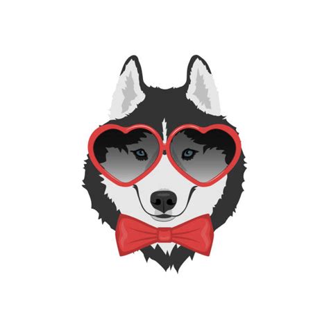 Siberian Husky Glasses Illustrations Royalty Free Vector Graphics