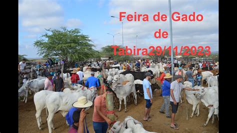 Feira De Gado De Tabira Veja Os Pre Os Na Ltima Feira Do