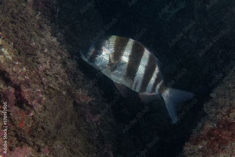 Zebra Sea Bream Diplodus Cervinus In Mediterranean Sea Stock Photo