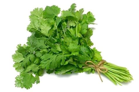 Semillas De Cilantro Coriandrum Sativum Semillas Estrella