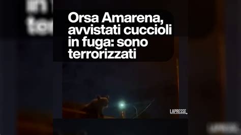 Orsa Amarena Avvistati Cuccioli In Fuga Sono Terrorizzati