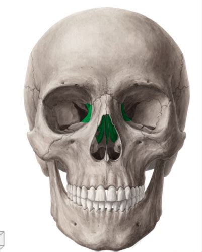 Anatomy Exam Images Lab The Skull Flashcards Quizlet