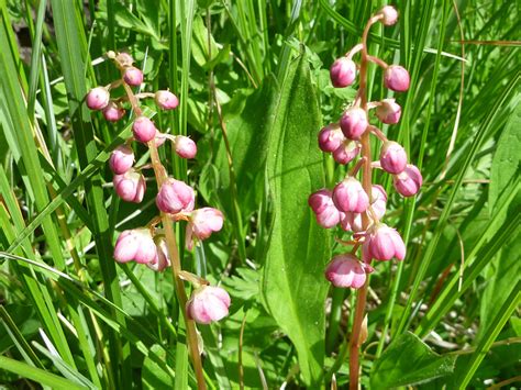 Pink Wintergreen Pyrola Asarifolia