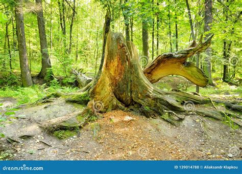 Rotten Tree Stump Stock Images Download 1859 Royalty Free Photos