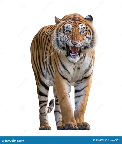 Tiger Roaring Isolated On White Background Stock Photo Image Of