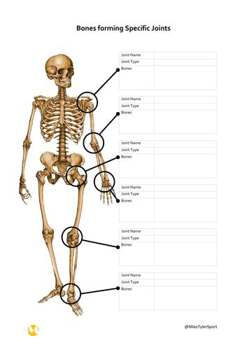 Aandp Skeletal System Bones Forming Joints Teaching Resources