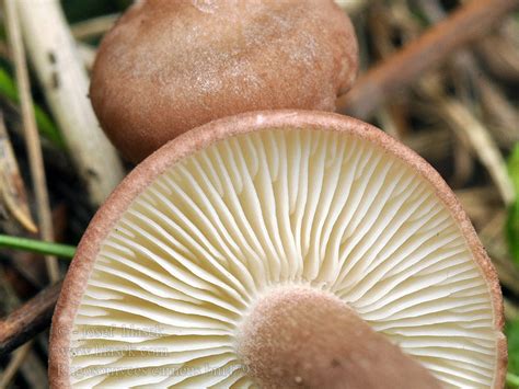 Rugosomyces Carneus