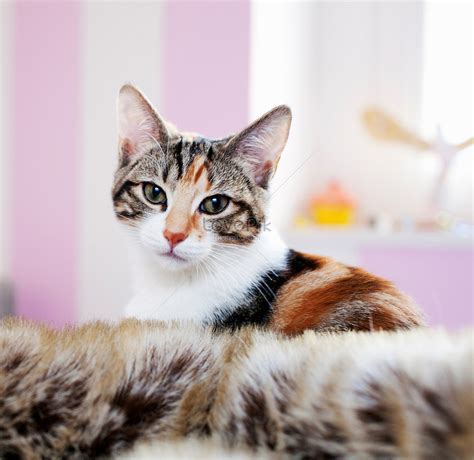 Kitten Close Up Images Hd Pictures For Free Vectors Download