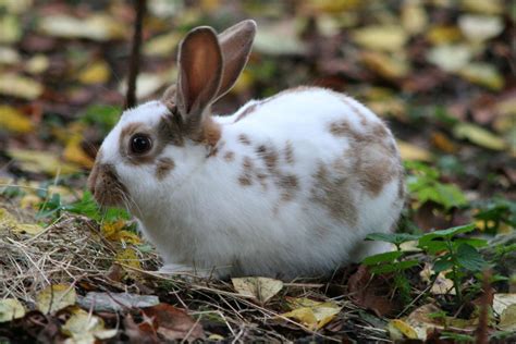 The English Spot Rabbit - Top Facts & Guide