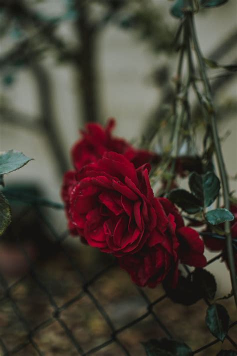 Wild Rose Photos, Download The BEST Free Wild Rose Stock Photos & HD Images