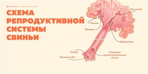 Пищеварительная система свиней