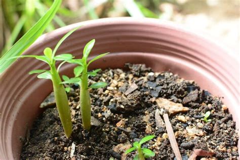 Cómo sembrar perejil en casa Sembrar plantas