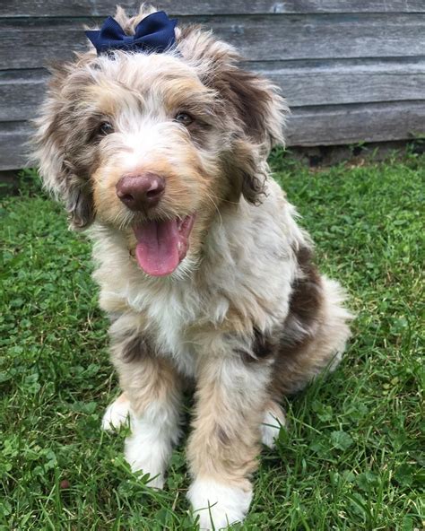 •Aussie Doodle Full Grown •Aussie Doodle Mini •Aussie Doodle Puppy •Aussie Doodle Faces •Aussie ...