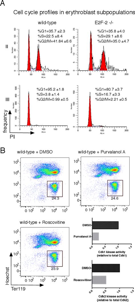 Figure From Novel Roles Of The E F Transcription Factor And