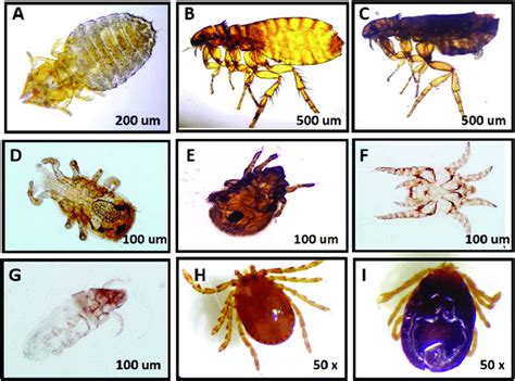 The Ectoparasites Found On The Stray Cats In Kota Samarahan A