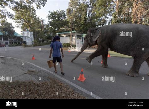 Chand Nuan Un Elefante Con Problemas De Circulaci N Completa Su