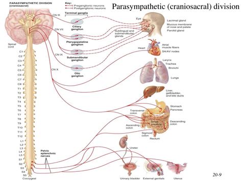 Ppt Chapter 20 The Autonomic Nervous System Powerpoint Presentation