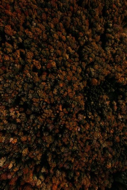 Prise De Vue Aérienne Verticale D une Forêt D arbres Aux Couleurs De L