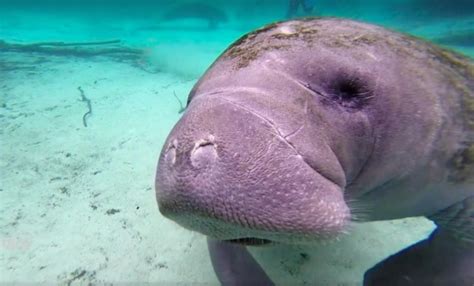 Floridas Three Sisters Springs Shut Down By Rhamphotheca