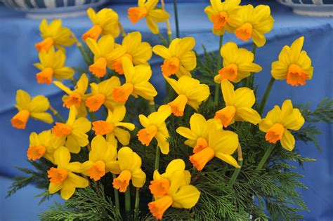 March Birth Flower: Symbolism and Meaning of Daffodils - A-Z Animals