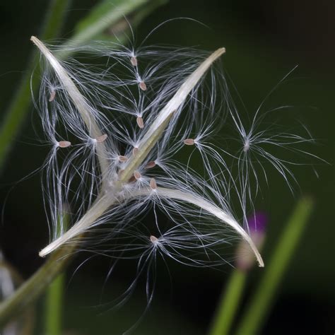 Berg-Weidenröschen Epilobium montanum Beschreibung Steckbrief Systematik