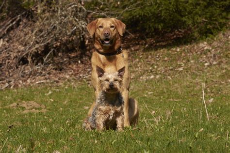 Garde Danimaux Garde De Chien Chat à Les Pontets 25240 Annonces