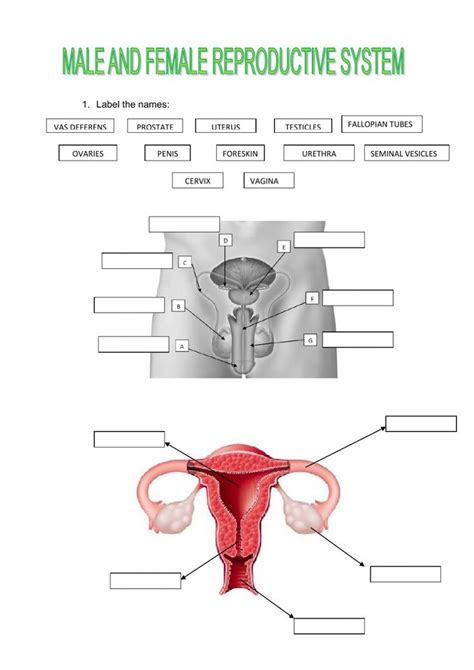 The Female Reproductive System Worksheet Female