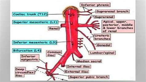 Pictures Of Celiac ArteryHealthiack