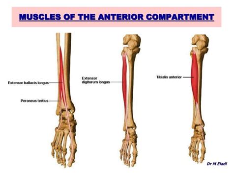 Anatomy Of The Anterior And Lateral Compartments Of The Leg Ppt