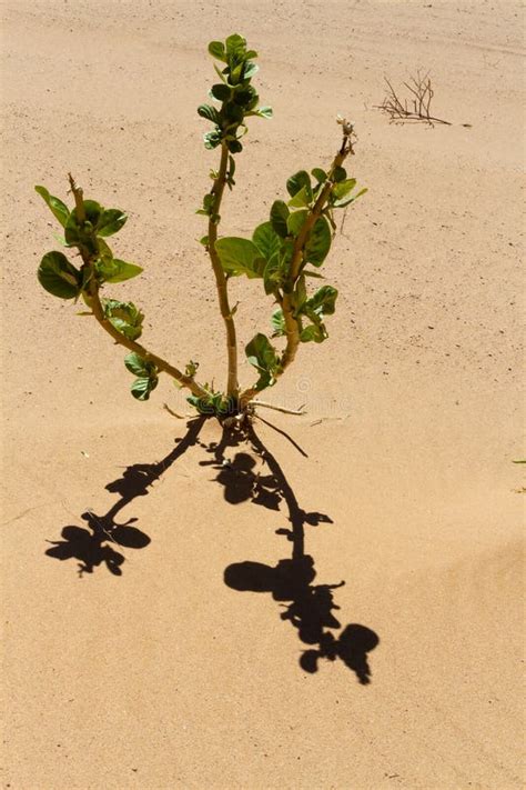 Plants In The Sahara Desert Sahara Algeria Stock Image Image Of