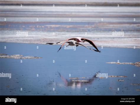 Flamingos in flight Stock Photo - Alamy