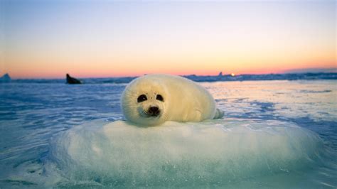 Harp Seal Pup Wallpaper