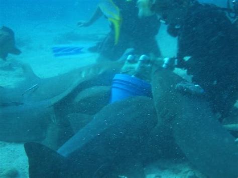 Nurse Shark Feeding Frenzy Picture Of Captain Slate S SCUBA