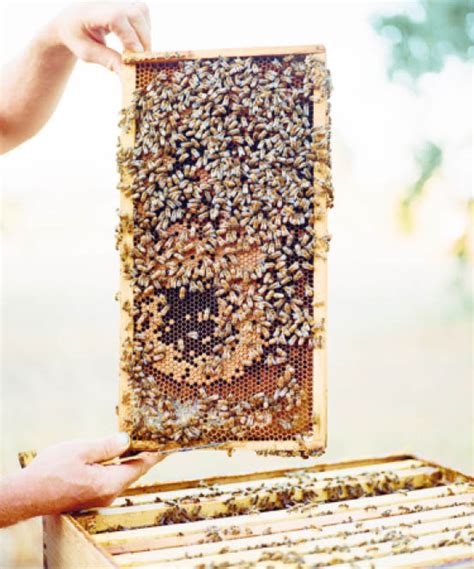 A Beginners Guide To Beekeeping Daily Trust