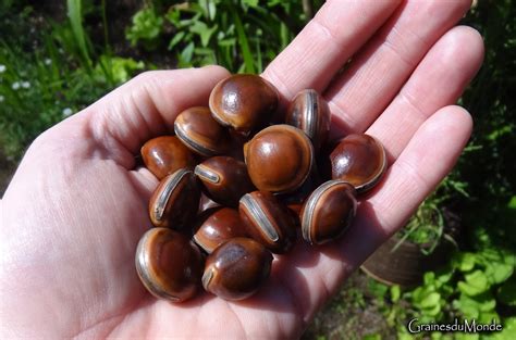 50 Grams Of Bulls Eye Dioclea Reflexa About 12 Seeds Not Pierced