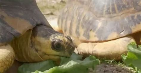 Tortuga en peligro de extinción se convirtió en padre a los 90 años