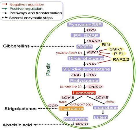 Metabolic Pathway Of Carotenoid In Tomato Solanum Lycopersicum