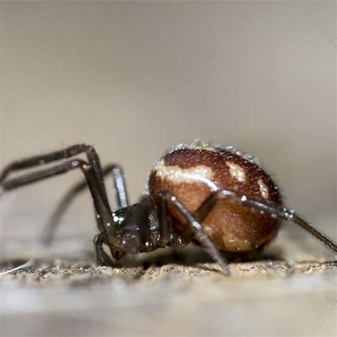 False Black Widow Spider Images