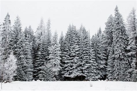 «Snow Covered Pine Trees» del colaborador de Stocksy «Justin Mullet ...